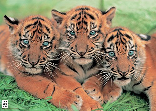 Tiger – WWF – Tiger – Tiger – 61 x 91 cm Poster/Poster