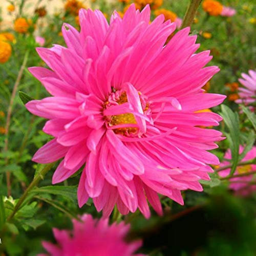 20 semillas/paquete al por mayor semillas de margaritas simples y fáciles semillas de flores en maceta plantas de crisantemo