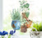wolga-kreativ Fenstersticker Fensterbilder Glasdekorfolie Motiv Fensterfolie Fenstertattoo Küchenkräuter im Topf Setzlinge Frühling Deko Küchenfenster wiederverwendbar selbstklebend