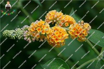 SEMI New 50pcs Sommerflieder für den gelben Rosengarten