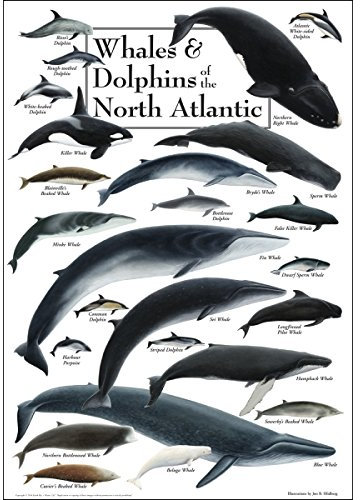 Earth Sky + Water - Wale & Delfine des Nordatlantiks - Poster