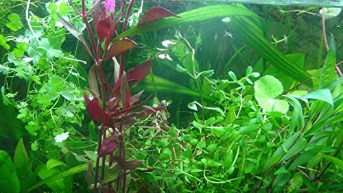 50 Live Collection de Plantes d'aquarium - Plante Vivante pour Aquarium