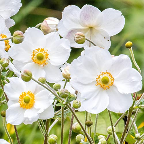 Anemone Plant Honorine Jobert - Herbstanemone - Sommergrüne Gartenstaude