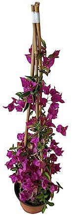 Pianta Bouganvillea Vaso 18cm (mix colori) 1 CANNA