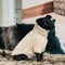 Kentucky - Hunde Pullover teddy fleece beige S 40cm