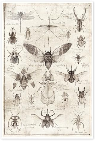 Insekten II Poster von Mike Koubou 70 x 100 cm Wandbilder Wanddeko