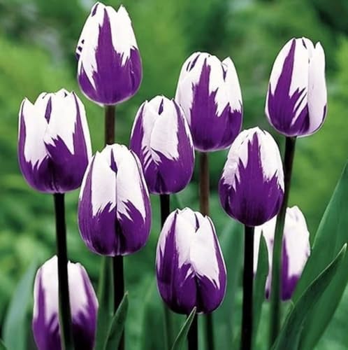 Lot de 10 bulbes de tulipes violettes et blanches à planter – Tulipes violettes flamboyantes, fleurs vivaces pour jardin paysager ou culture en conteneurs