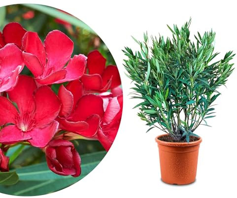 Meine Orangerie - Oleander 'Evolution' Mezzo - exklusive Sonder-Sorte: besonders frosthart, extra viele Blüten, besonders pflegeleicht und winterhart (Rot, Topf Ø 21cm)