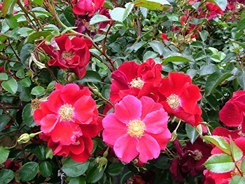 Red Rose Rugosa 15 Seeds - Rosa - HEIRLOOM - Perennial