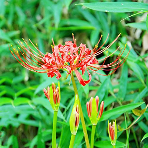 6 Stück blutblume lycoris radiata zwiebel spinnenlilien zwiebeln winterhart mehrjährig - Seltene Pflanzen serie - zimmerpflanze dachbegrünung deko büro mittagsblume winterhart