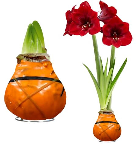 Amaryllis in Wachs Gewachst Pflegeleicht - Gestreifte Orange - 2 Zwiebeln
