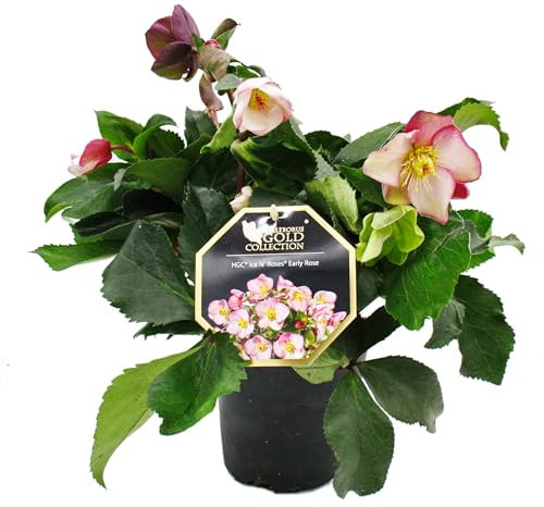 Christrose - Schneerose - Helleborus Ice n Roses - mit vielen Knospen - im 15cm Topf - Early Rose - Rosa blühend