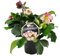 Christrose - Schneerose - Helleborus Ice n Roses - mit vielen Knospen - im 15cm Topf - Early Rose - Rosa blühend