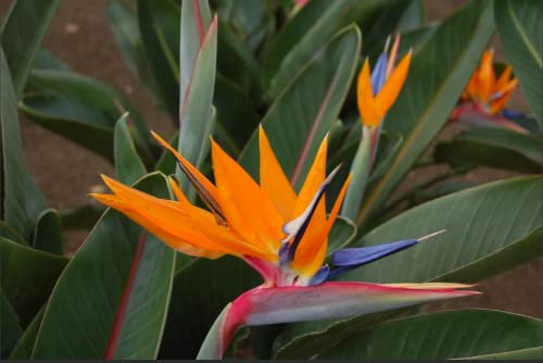 Exotic Bird of Paradise House Plant (1)- Half- Hardy Perennial Flowering House Plants