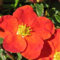 Fingerstrauch 'Red Ace' - Potentilla fruticosa 'Red Ace' 25-30 C - 25-30 cm Topf