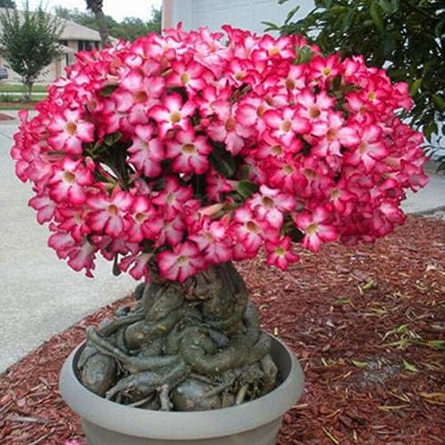 5 Unids Adenium Obesum Desierto Rosa Flor Planta Semillas Balcón Bonsai Jardín Decoración para Plantación de Jardín