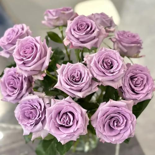 500 pcs Rosen Samen Mehrjährig, Rosa, blumen samen mehrjährige, bienenweide saatgut Rosen Pflanzen (Rosa rugosa) blumenbeet, bodendecker winterhart mehrjährig blumen pflanzen, kletterpflanzen