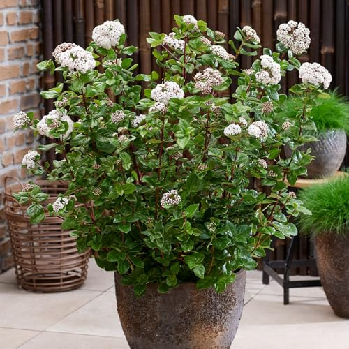 GARTEN SCHLÜTER® Lorbeer-Schneeball 'Rock ’n Rolla®' - 40 cm - 5 Liter | Liefergröße 30 - 3 bis Topf - Viburnum tinus 'Rock'nRolla' - bunt panaschiertes Laub & kompakter Wuchs - weiße Blüten