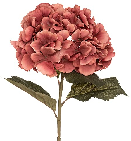 Stamm Hortensie Pflaume Zigeuner H 83