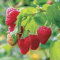 Benoon Semillas De Frambuesa, 1 Bolsa Semillas De Frambuesa Semillas De Frutas Para Patio Semillas de frambuesa roja