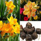 D910 8E2A 3Pcs/Bag Yellow Sunrise Amaryllis Hippeastrum Bulbs Seed Garden Flower