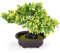 MININUSI Künstlicher Bonsai, 23.5 * 27cm Künstliche Topfpflanze, Kunst Bonsai Baum Künstlich, Deko Schreibtisch büro, Zimmerpflanzen Bonsai Kunstpflanze Kunstbaum, Fensterbank Kunstpflanze im Topf