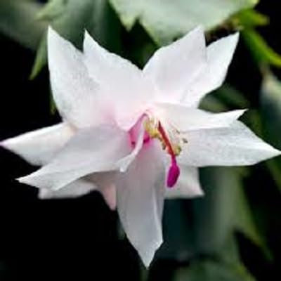 20pcs graines de fleurs de cactus de Noël blanc