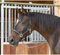Kerbl Halfter Mustang 2-Fach verstellbar, Schwarz/Silber, 3, 321970