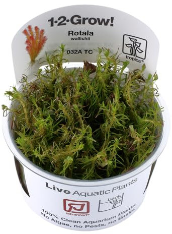 Tropica Rotala Wallichii 1-2 GROW! - Planté Plante D'aquarium