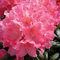 Hochstamm Rhododendron Polaris 60-80cm - Alpenrose