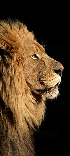 Bilderdepot24 Türtapete großer afrikanischer Löwe 90 x 200 cm - einteilig Türaufkleber Türfolie Türposter - Afrika Wildtier Raubtier