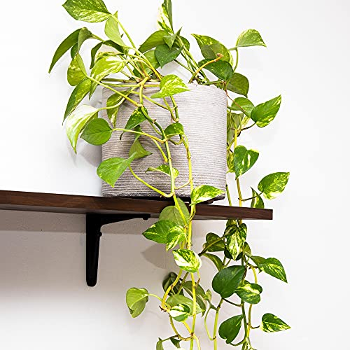Epipremnum Aureum | Plante de maison Panachée | Plante Tropicale dans un Panier Suspendu 15 cm