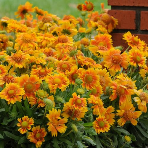 Gaillardia 'Mesa Peach'. Plug Plant x 4. Perennial, Orange Yellow Blanket Flower. Ideal for Bees & pollinators. Available from Bedwen Plants