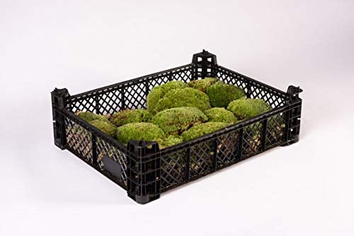Bodengrund Kugelmoos für Terrarium - Terrarien Boden für Reptilien Natur Moos echte Mooskugeln Einstreu Moosgrund dicker Moosteppich Deko Moss für Terraristik Regenwaldterrarium (1 Kiste Kugeln)