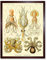 Wee Blue Coo Nature Ernst Haeckel Octopus Biology Germany Vintage Art Print Framed Poster Wall Decor Kunstdruck Poster Wand-Dekor-12X16 Zoll