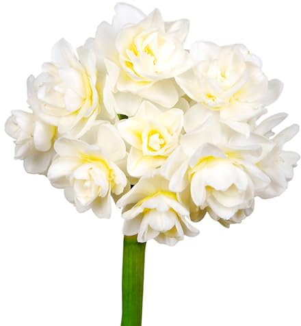 Narzissenzwiebeln 20 x ’Erlicheer’ – The Bulb Farmers - Frühjahr – in den Niederlanden gezüchtet - Narzissen Zwiebeln – Blumenzwiebeln