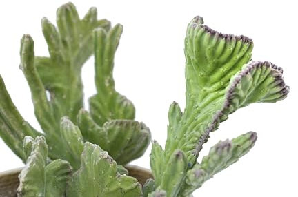 Stapelia leendertziae pianta grassa crestata mostruosa, succulenta da collezione vaso 10 cm