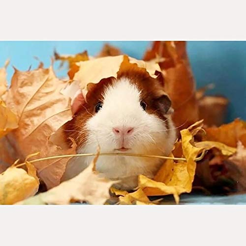 Bimkole 5D DIY Diamond Painting Zubehör Diamant Malerei Hamster Kit Bohren voll Strass Set, Gemälde Malen nach Zahlen mit Dekoration 30 * 40cm(d1-348)