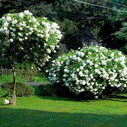 1 pianta di arbusto deciduo resistente in vaso: Hydrangea paniculata 'Grandiflora'.