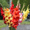 20 pcs gladiolen zwiebeln winterhart - gartenblumen winterharte stauden Gladiolus, stauden winterhart mehrjährig blumenzwiebel balkon pflanze pflanzenkübel blumenzwiebeln frühblüher