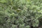 Juniperus communis 'Meyer' 60-80 cm - Gemeiner Wacholder, immergrün, ideal für Hecken und Kübel, pflegeleicht, winterhart