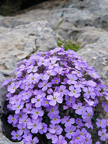 Aubretia Plants - 'Lilac Blue' - 12 x Full Plant Pack - Aubretias - Garden Ready - Ready to Plant - Premium Quality Bedding Plants