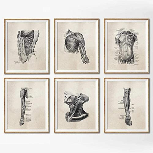 HMXQLW Leinwandbilder Menschliche Anatomie Vintage Bilder, Physiotherapis Muskel Skelett Vintage Bild Krankenhaus Klinik Wandkunst Poster, Krankenhaus Wandbilder Malerei X6 Rahmenlos(40X50CM)