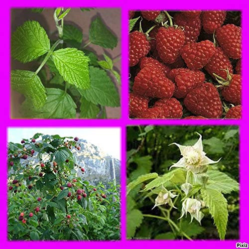 Portal Cool Impianto coltivazione biologica Lampone Rubus idaeus