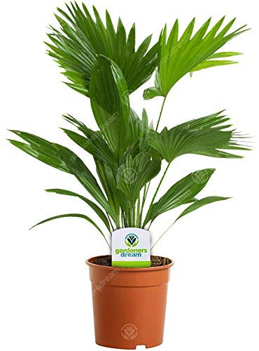 GardenersDream Livistonia Tropical Palm Plant in Pot - Decorative Air Purifying Indoor Plants for Home or Office - Live Evergreen House Plants - Great Gifts for Plant Lovers (40-50 cm)