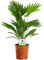 GardenersDream Livistonia Tropical Palm Plant in Pot - Decorative Air Purifying Indoor Plants for Home or Office - Live Evergreen House Plants - Great Gifts for Plant Lovers (40-50 cm)