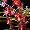 Orchidee Phalaenopsis Amabilis, 100 Samen, Profi-Pack, ein Muss für Seltene Blumen Bonsai # 10