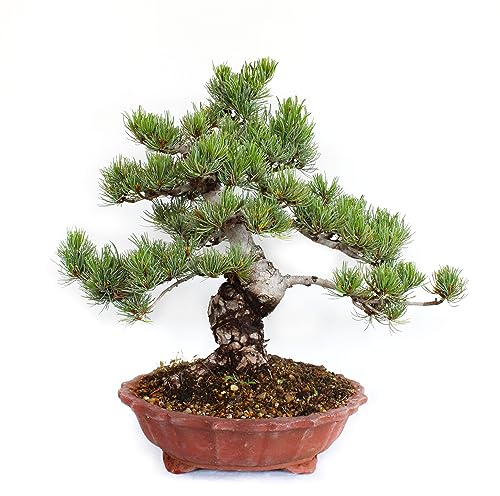 KENTIS - Japanischer Kiefer-Bonsai Parviflora Pentaphylla - Echte Freilandpflanzen - Hergestellt in Japan - Keramik-Topf Ø 32cm
