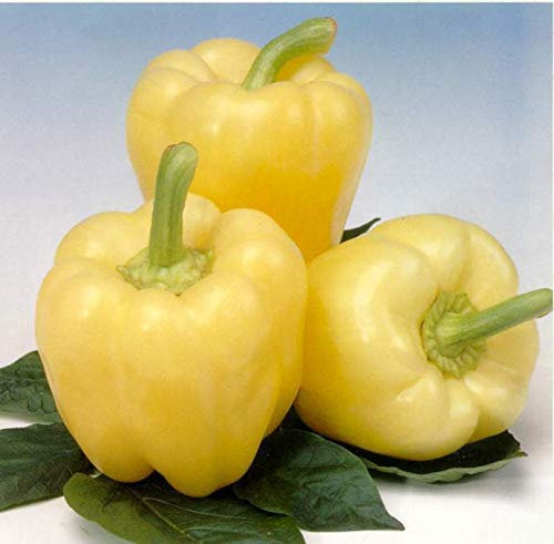 Portal Cool Semi di peperone Dolce - Colomba - Bianco cremoso - Vegetale - Kanada - 20 semi