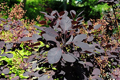 Roter Perückenstrauch 60 - 80 cm
